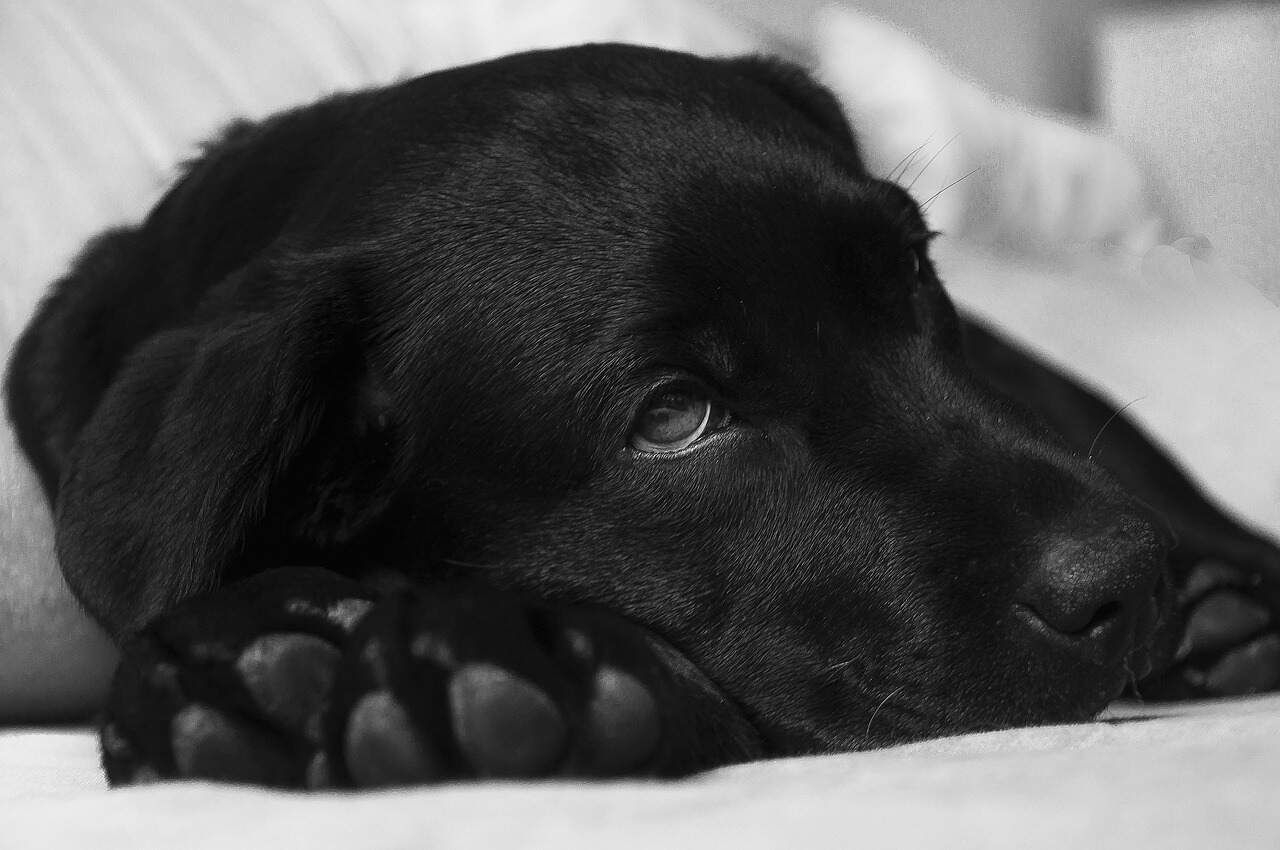 5 common dog health issues and how to prevent them