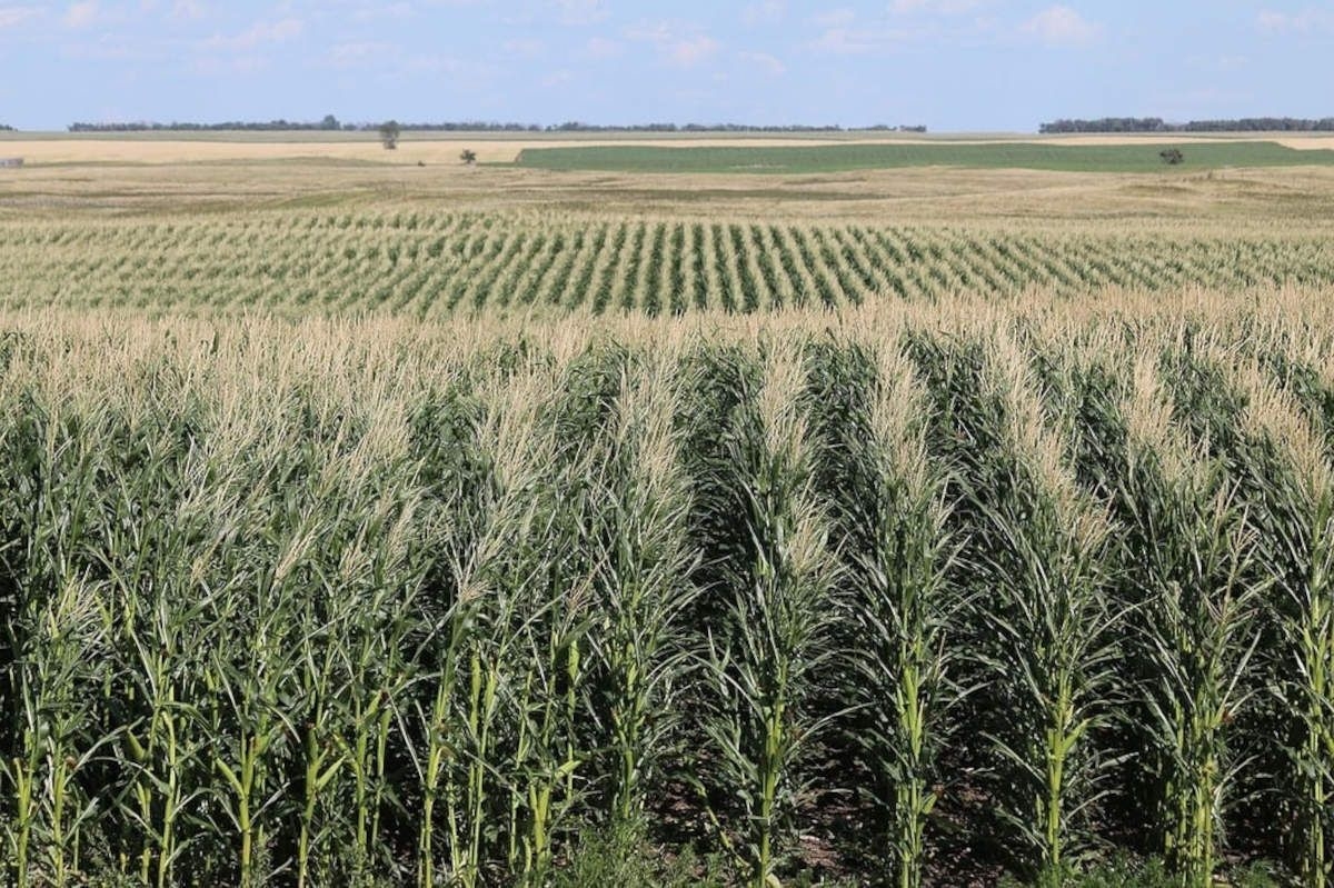 NO land expropriation in South Africa THIS YEAR