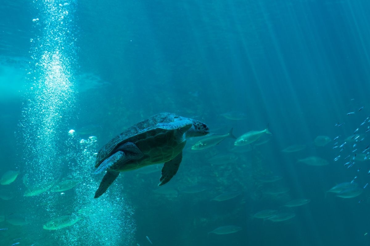 Four free things to do in Cape Town on your birthday