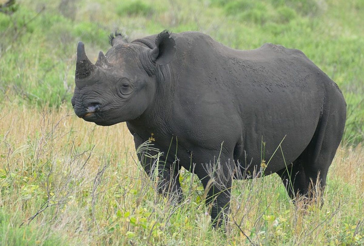 SA sends 10 endangered black rhinos to Mozambique: Will they be safe from poachers?