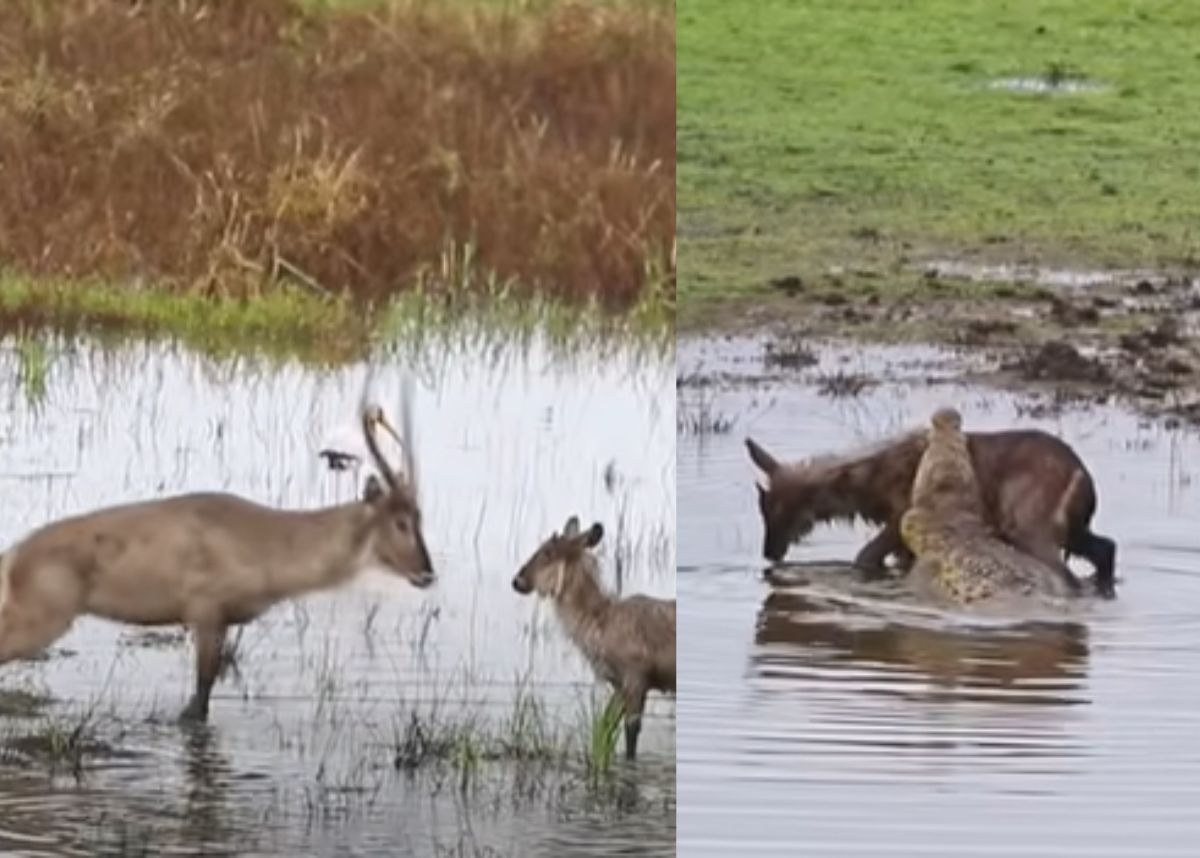 Animal sighting: Heartless buck throws baby back into crocodile's jaws