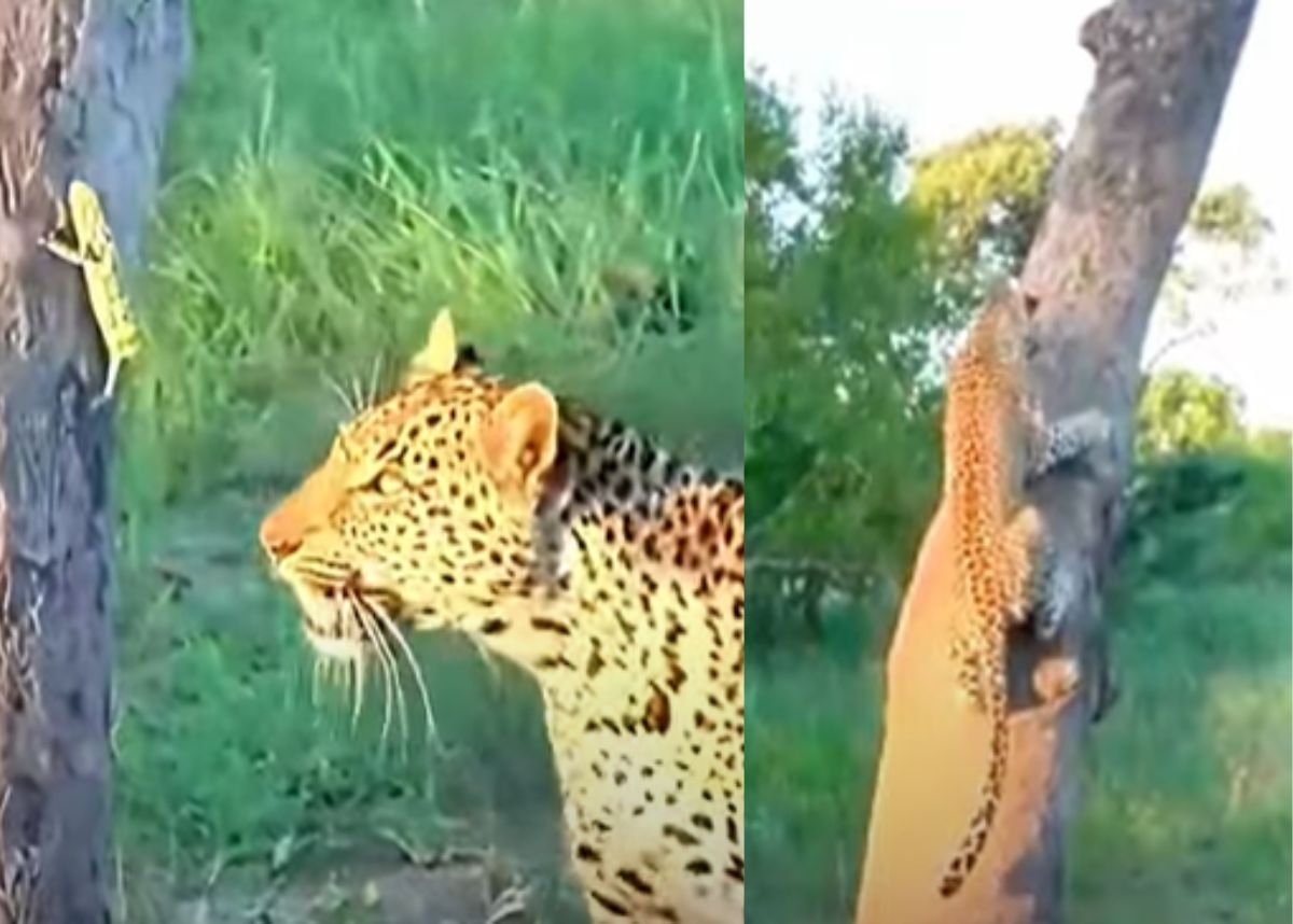 Animal sighting: Chameleon outwits leopard without changing colours [Video]