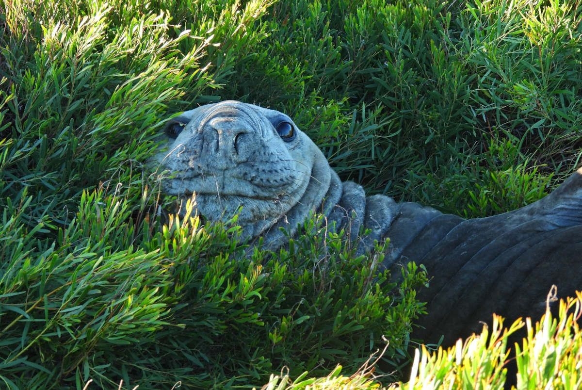 Elephant Seal hauls out along Garden Route