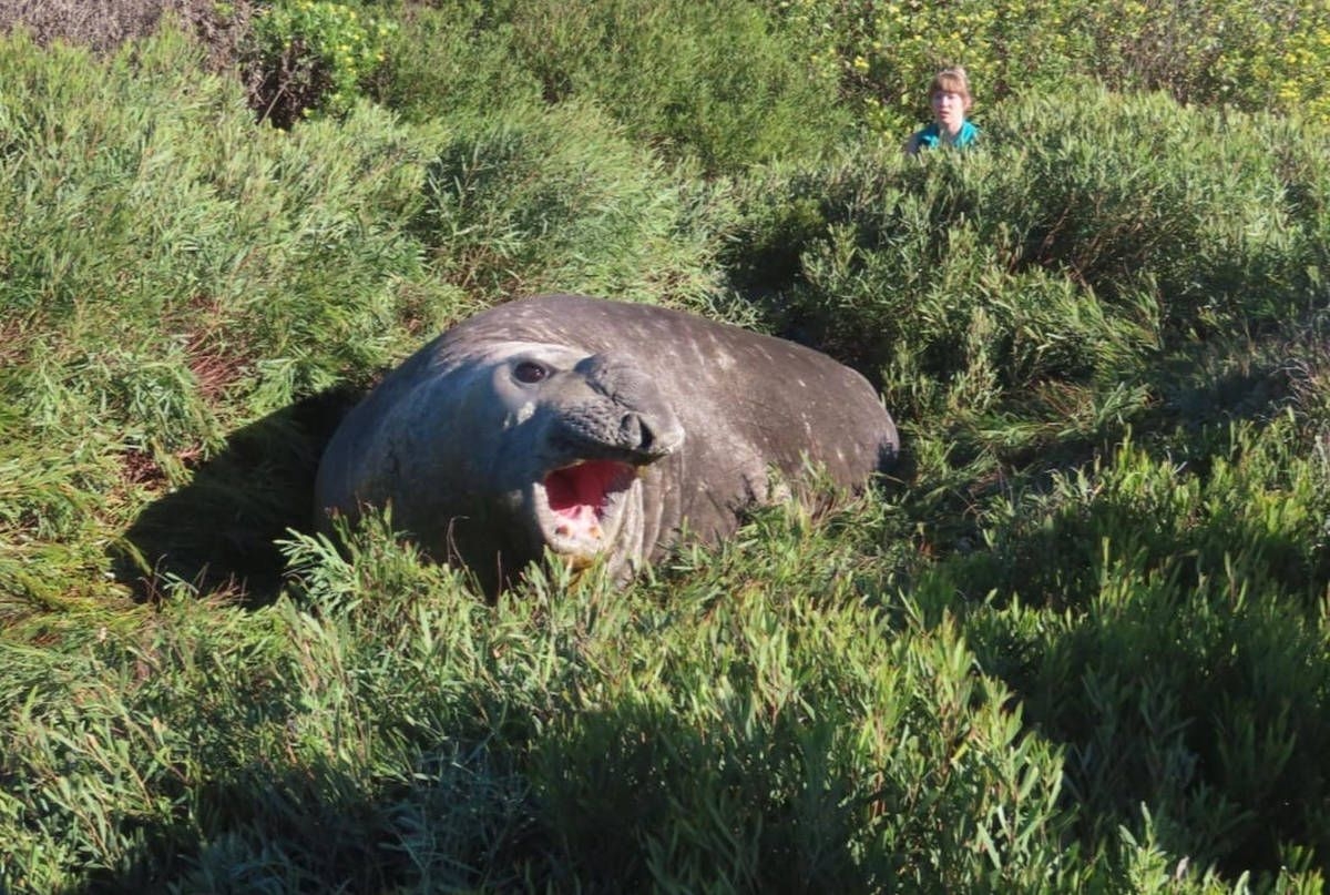 Elephant Seal returns to the ocean along Garden Route