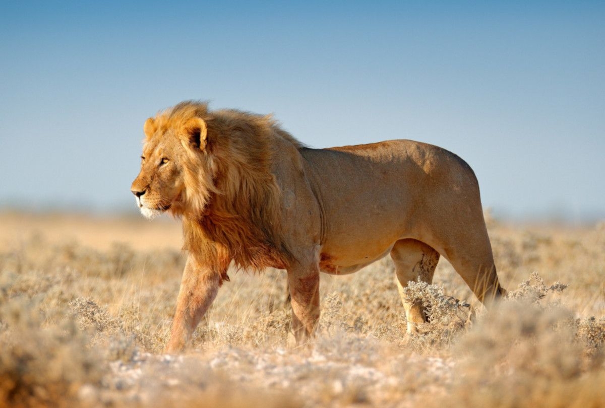 Well-known businessmen mauled to death by a lion in Namibia