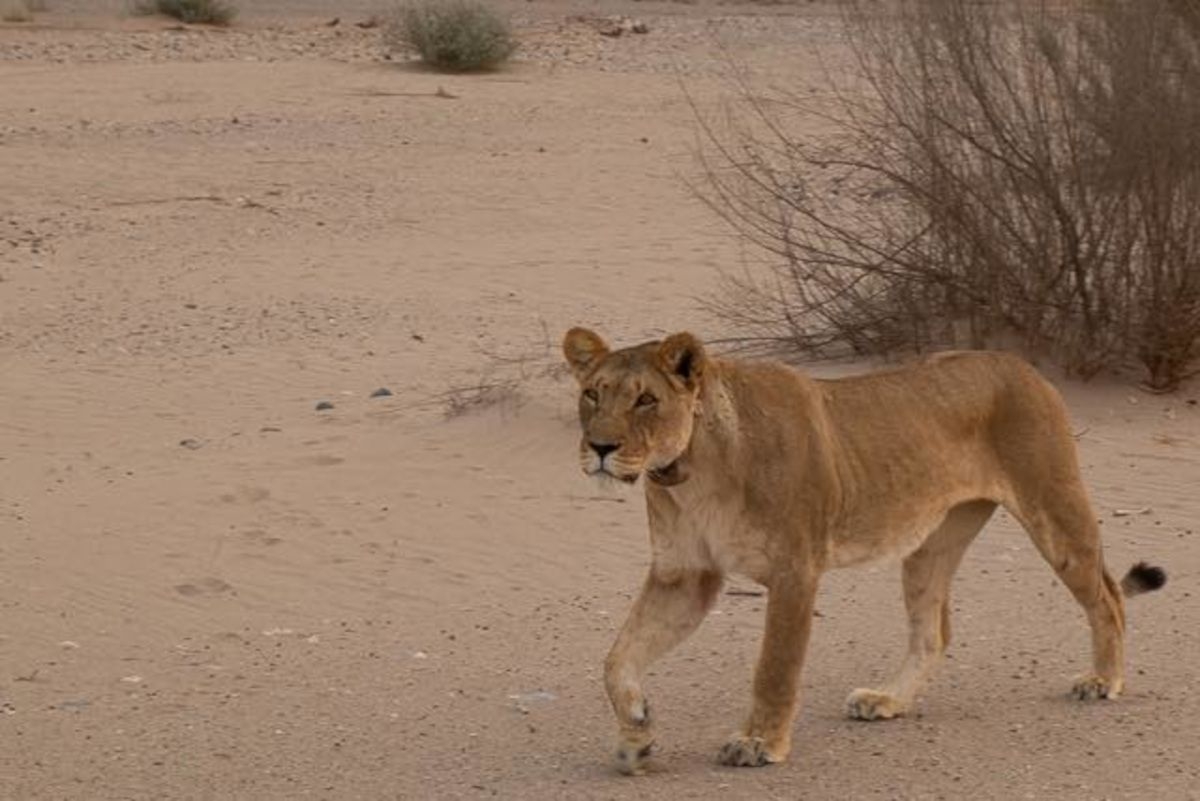 Lioness shot dead after fatal attack on German businessman in Namibia