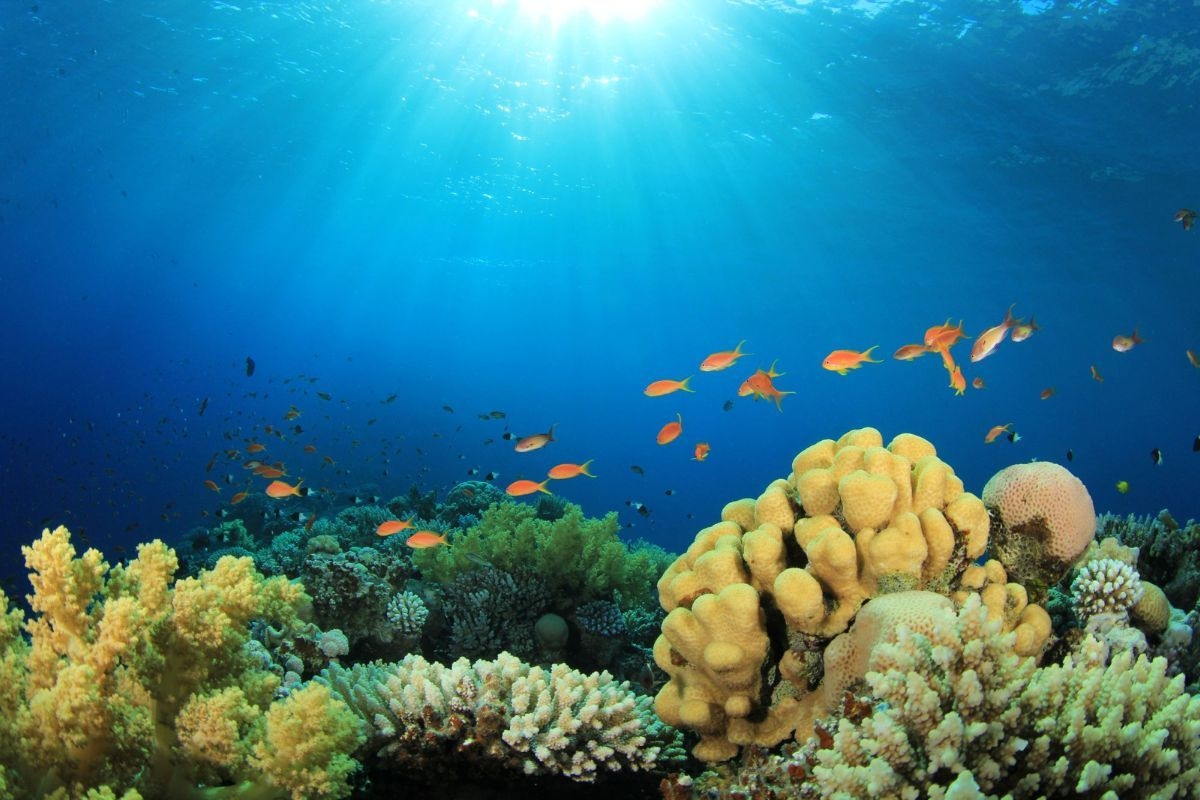 Scientists from every continent say ocean health and biodiversity at a tipping point, new survey reveals