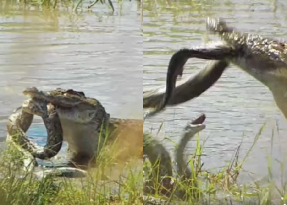 Animal sighting: Python fights to escape crocodile's grip