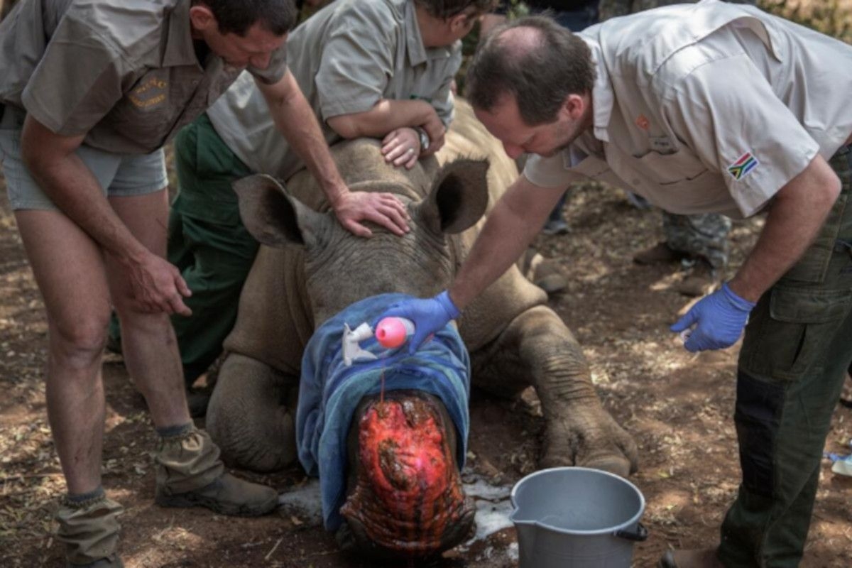Dehorning of South Africa's rhinos helps slash poaching