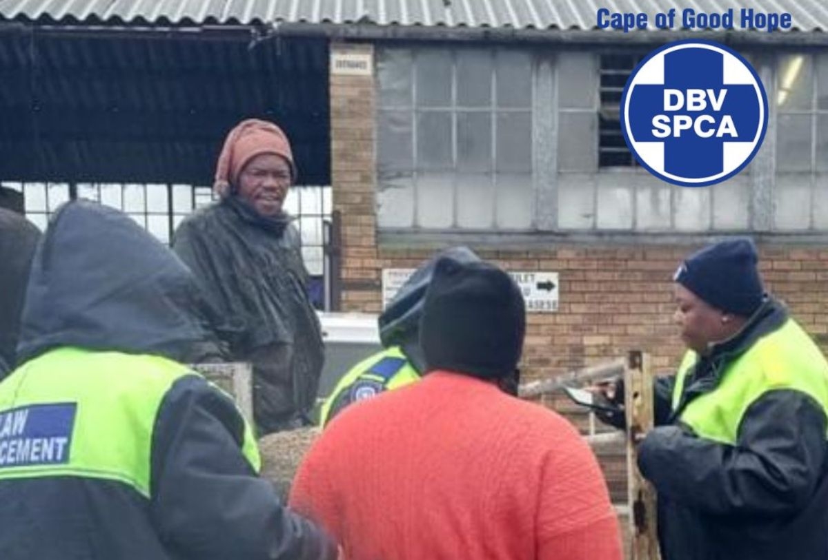 SPCA intervenes after inhumane transport of SHEEP
