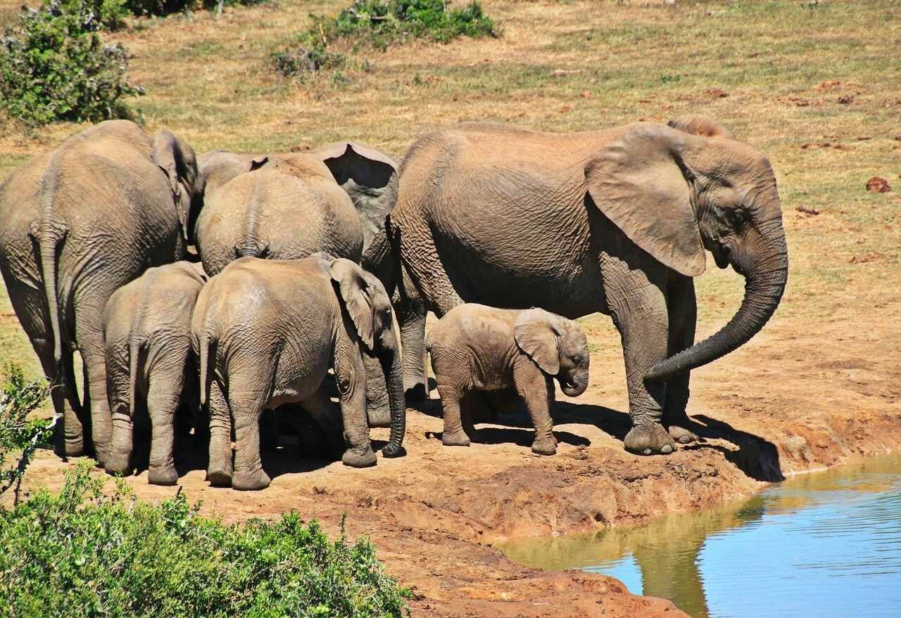 Elephant overpopulation prompts culling plan in Zimbabwe