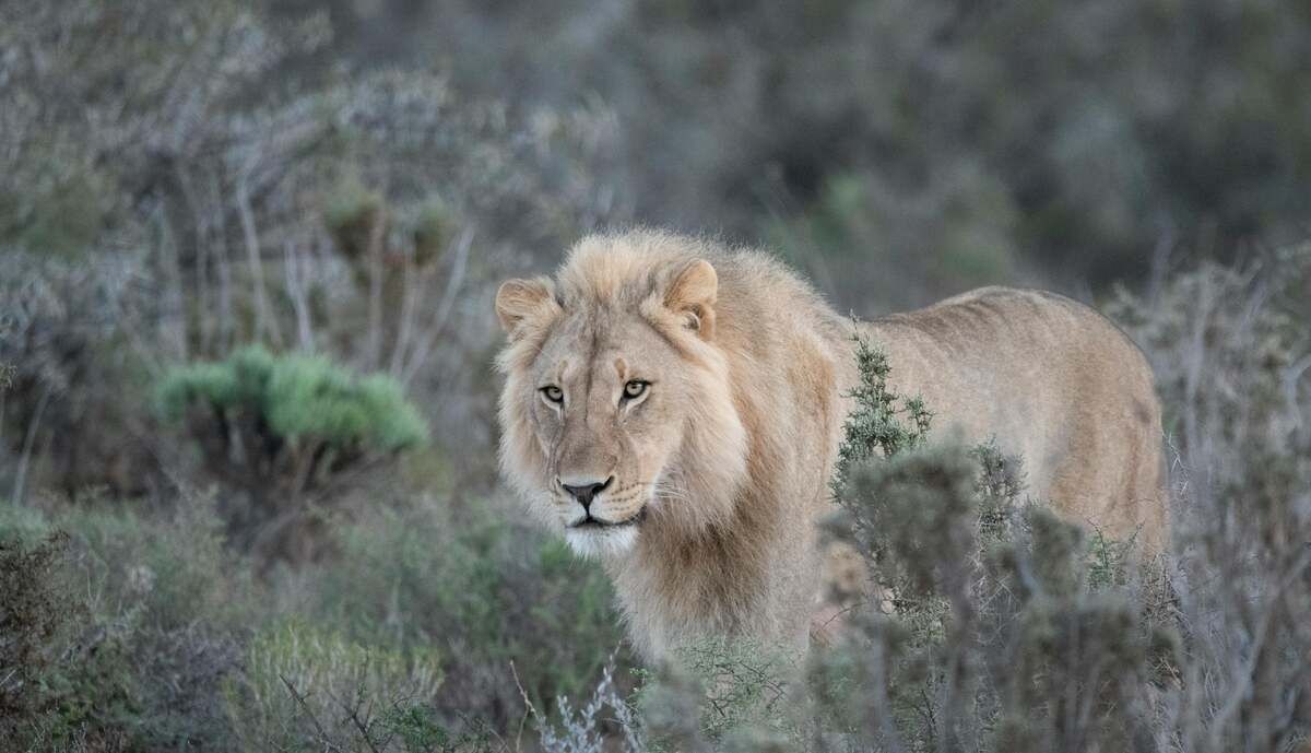 Namibian businessman killed by Lion [video]