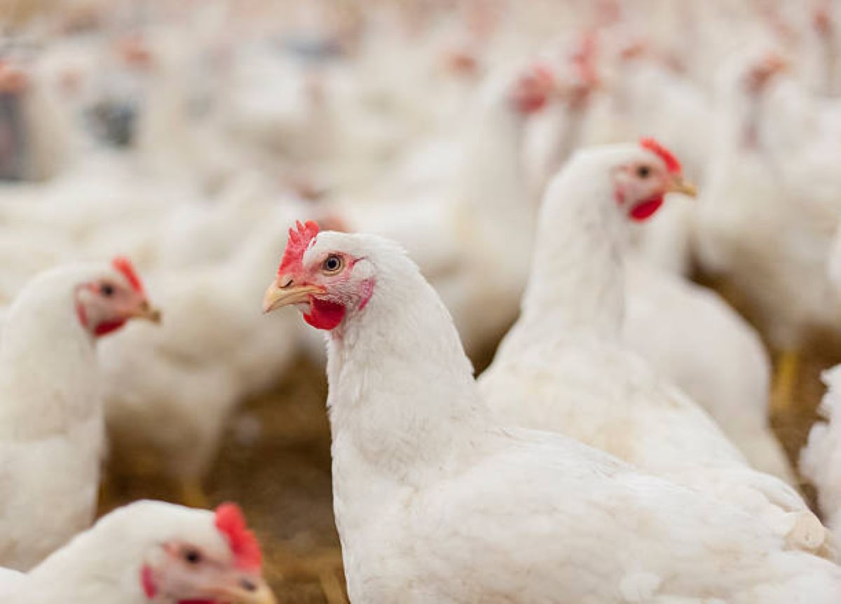 Government rolls out poultry vaccines, tackles FMD outbreaks
