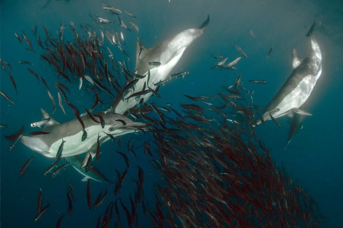 Blood in the water: Why the sardine run is a predator's paradise