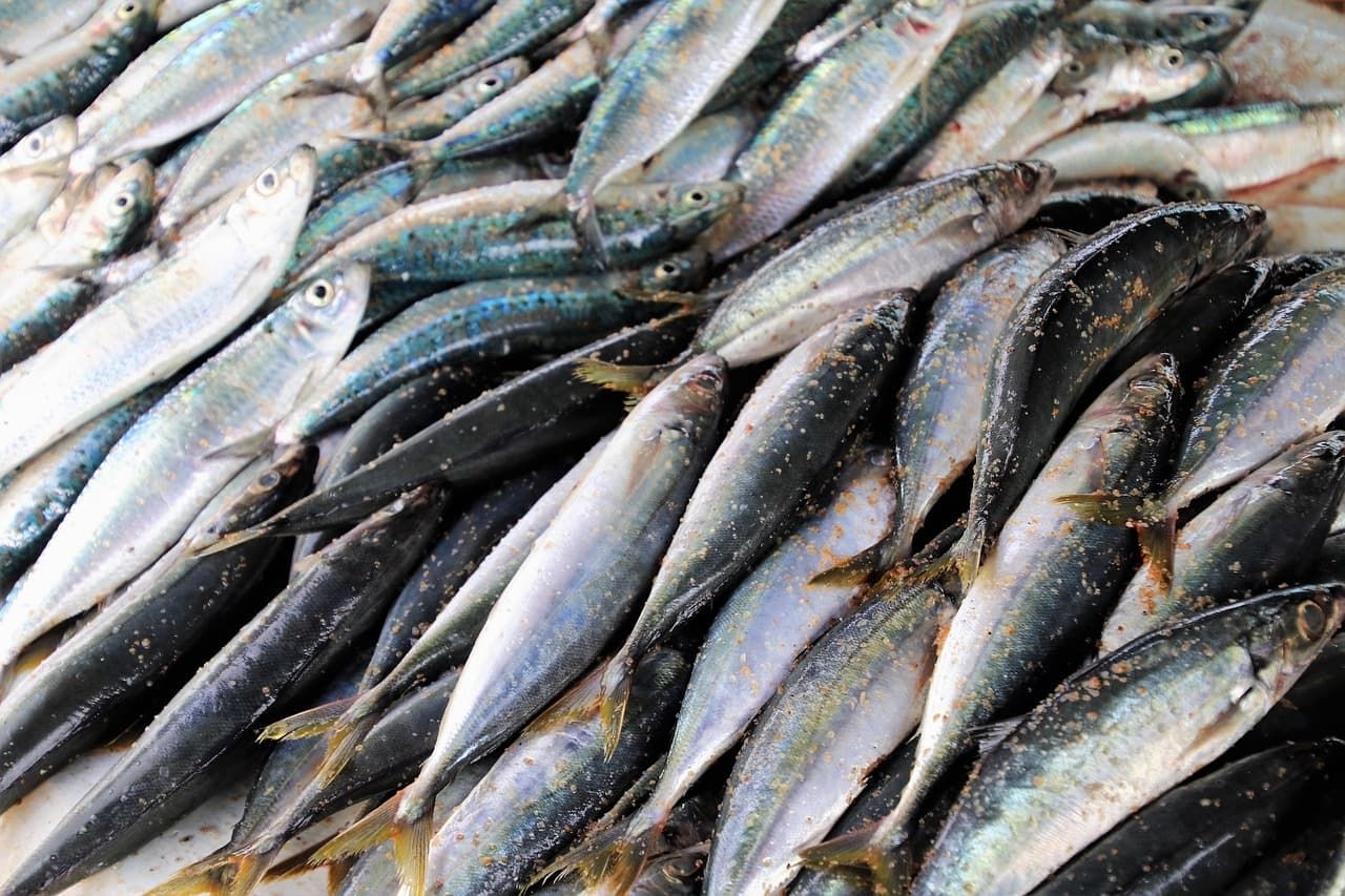 Safe to eat? KZN's sardine run amid Ecoli sparks health concerns