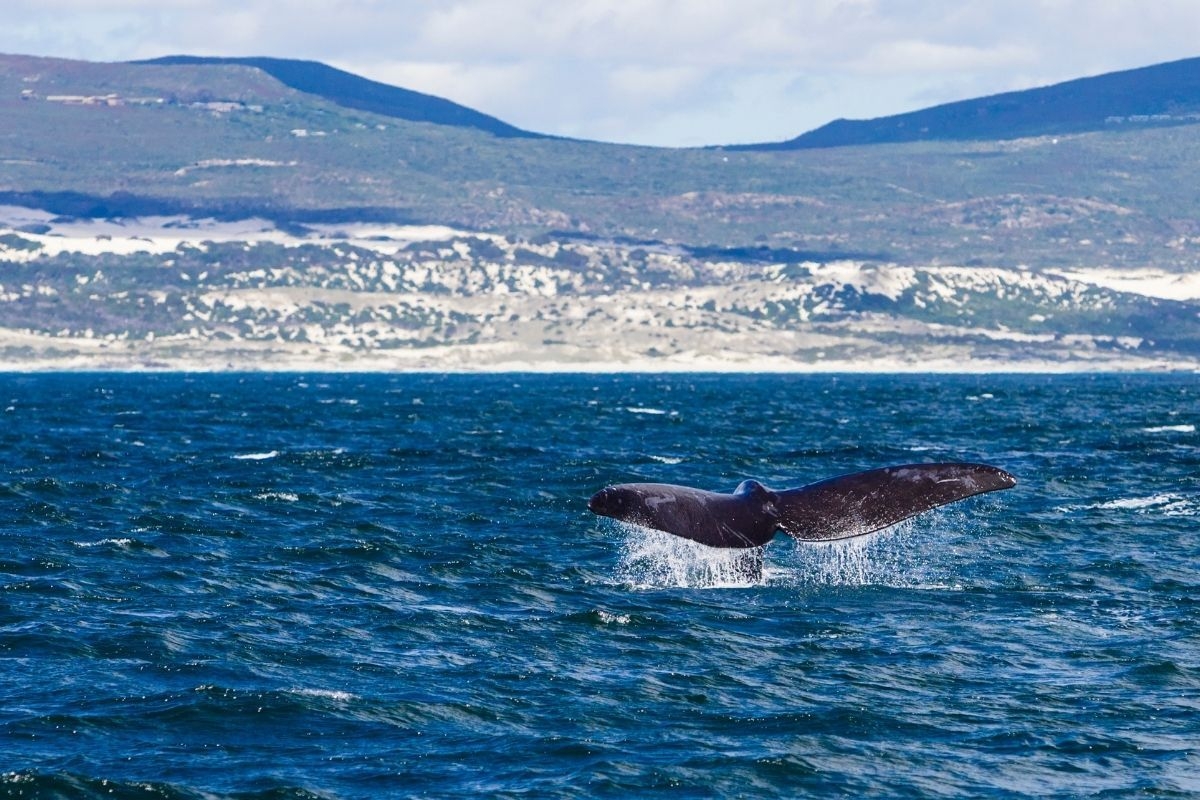 Whale watching season in SA: Where to see these giants up close