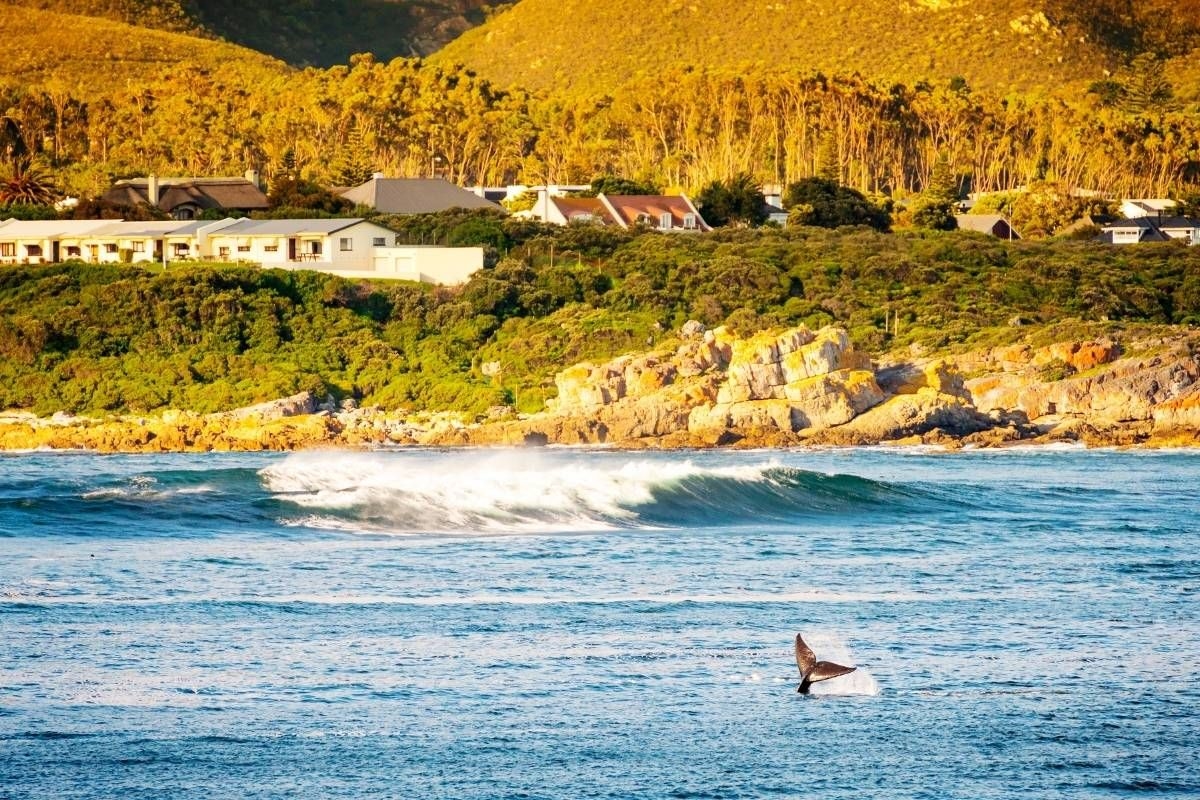 Where to spot whales this winter in SA (without getting on a boat)