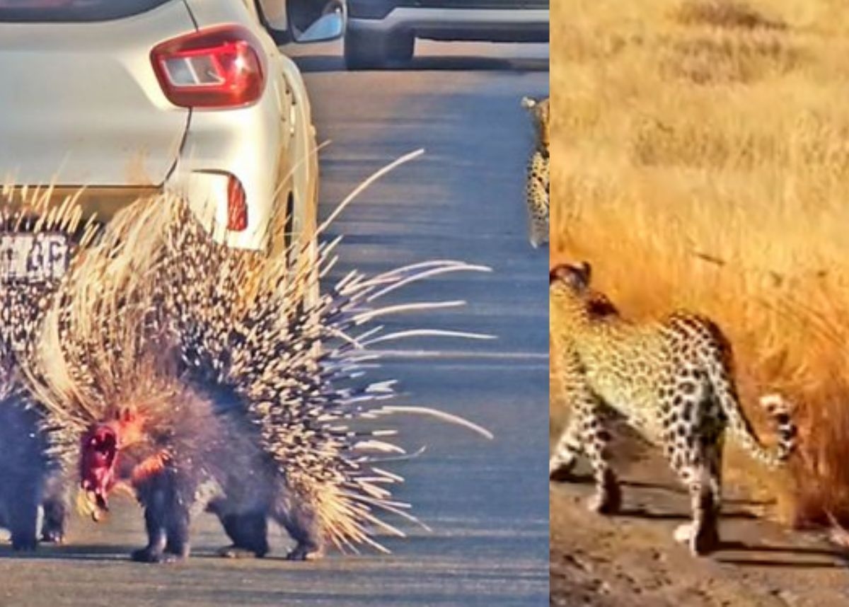 Animal sighting: Leopard battles two porcupines, tears off one's face
