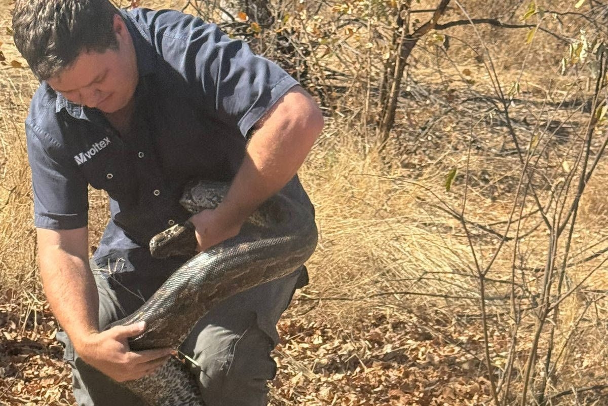 Massive 3.9m python captured in residential estate near Kruger Park