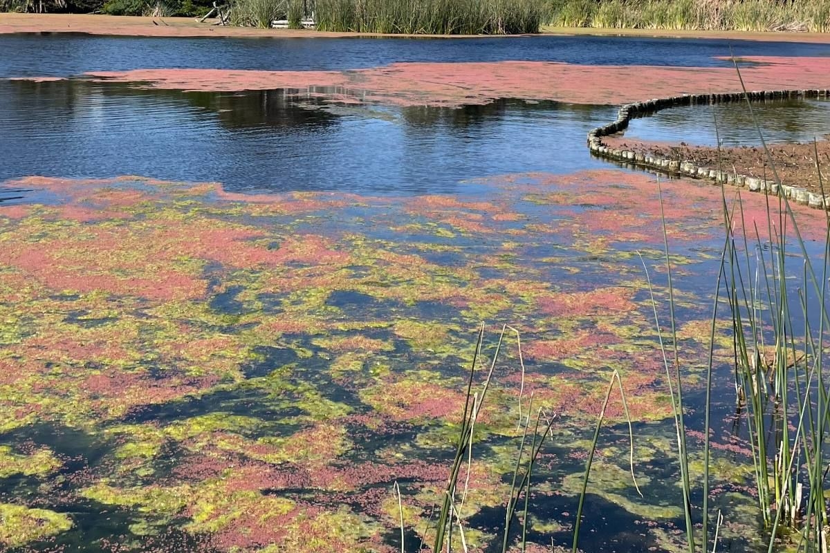 The red invasive plant species taking over Johannesburg's waterways