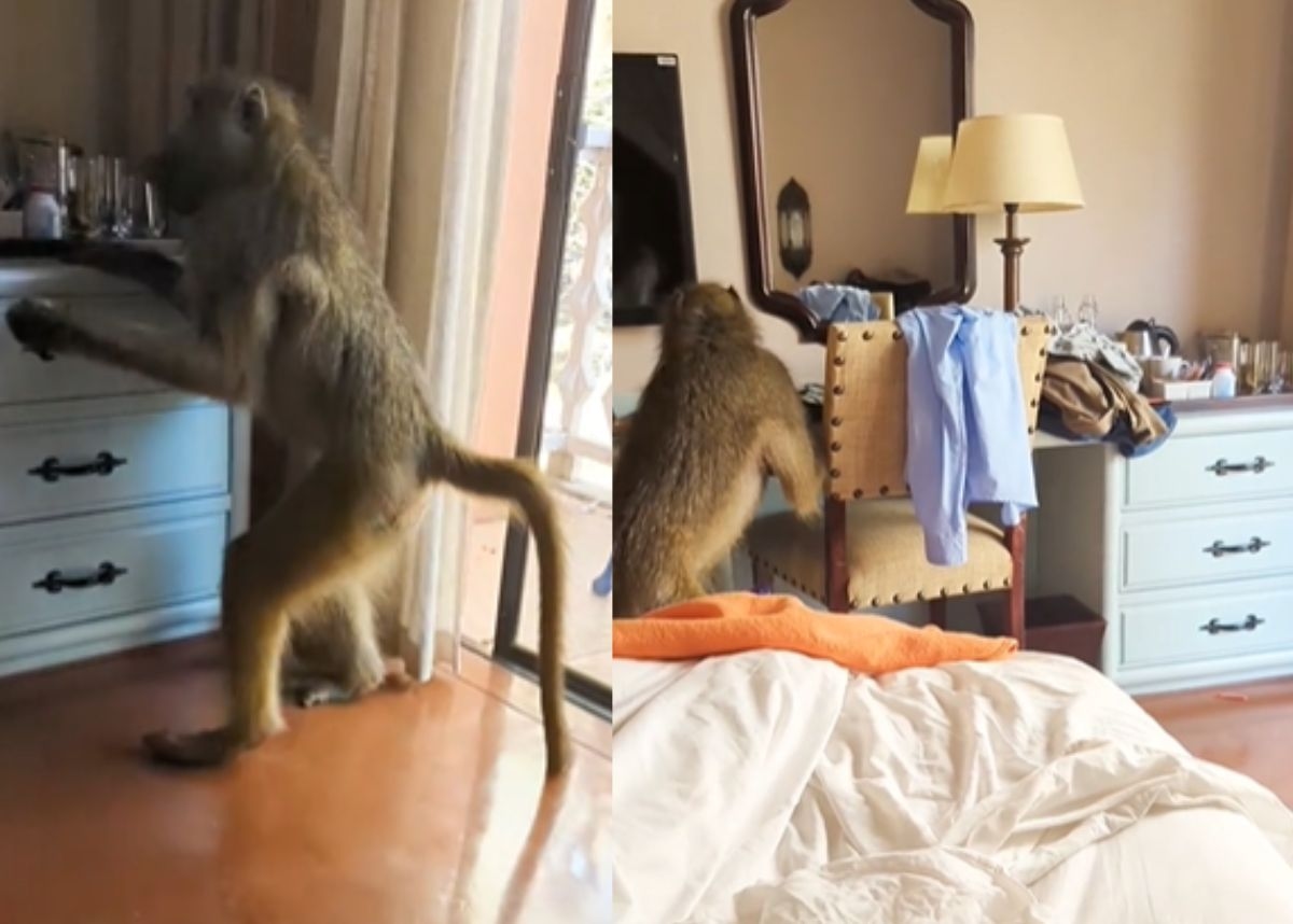 Wild baboon storms hotel room, leaves woman screaming in viral TikTok