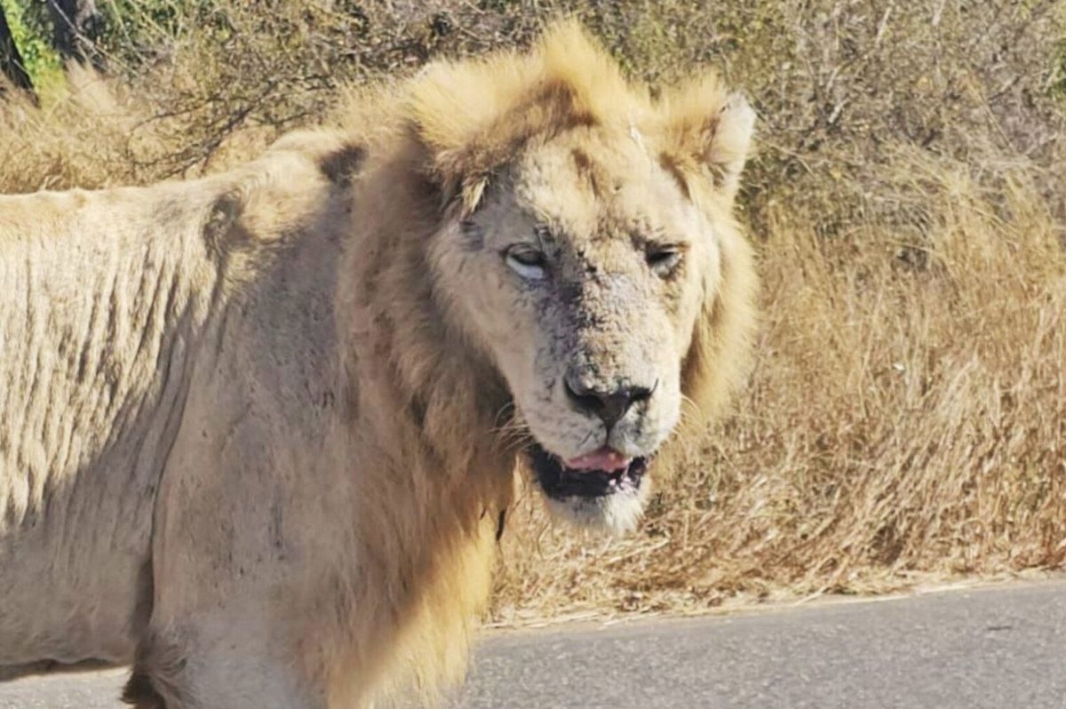 SANParks gives latest update on Casper the white lion's condition