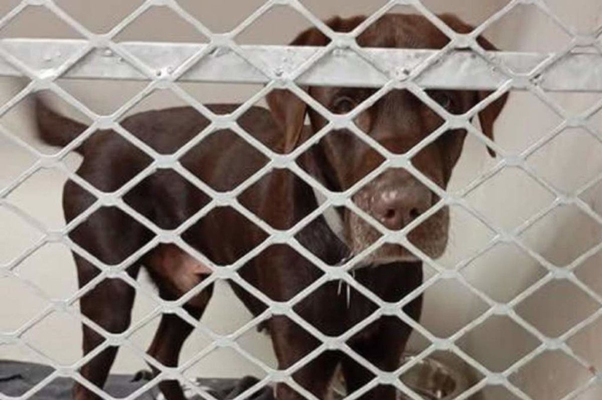 John Steenhuisen helps save chocolate Labrador from euthanasia