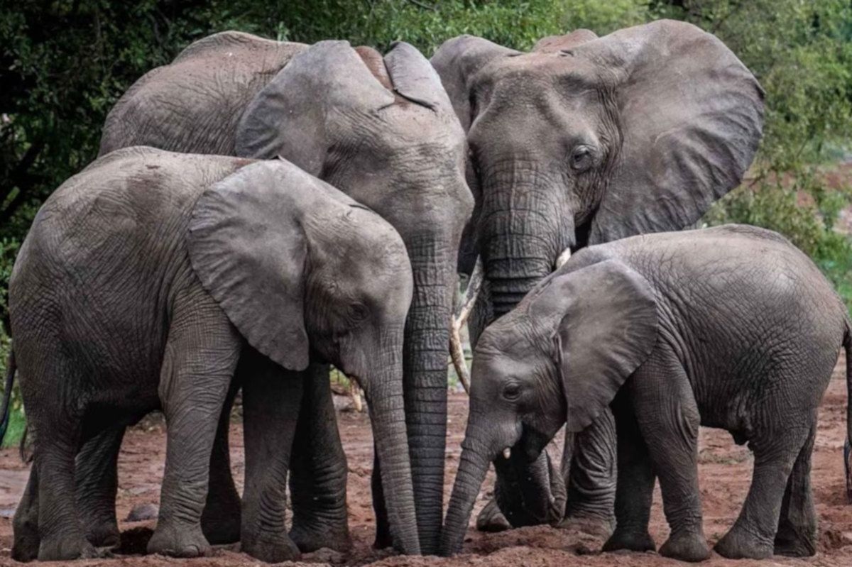 South Africa's success story in elephant conservation