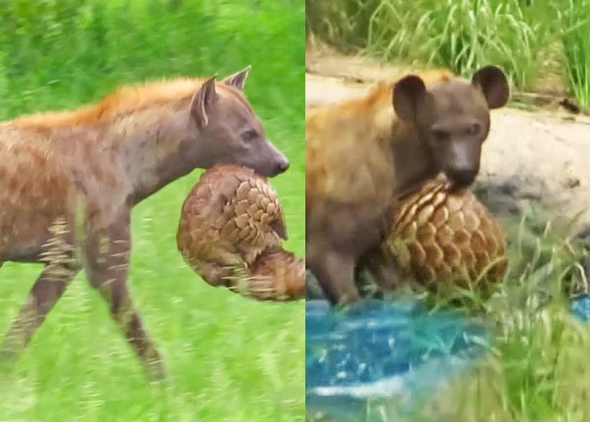 Animal sighting: Hyena rips scales off pangolin [video]