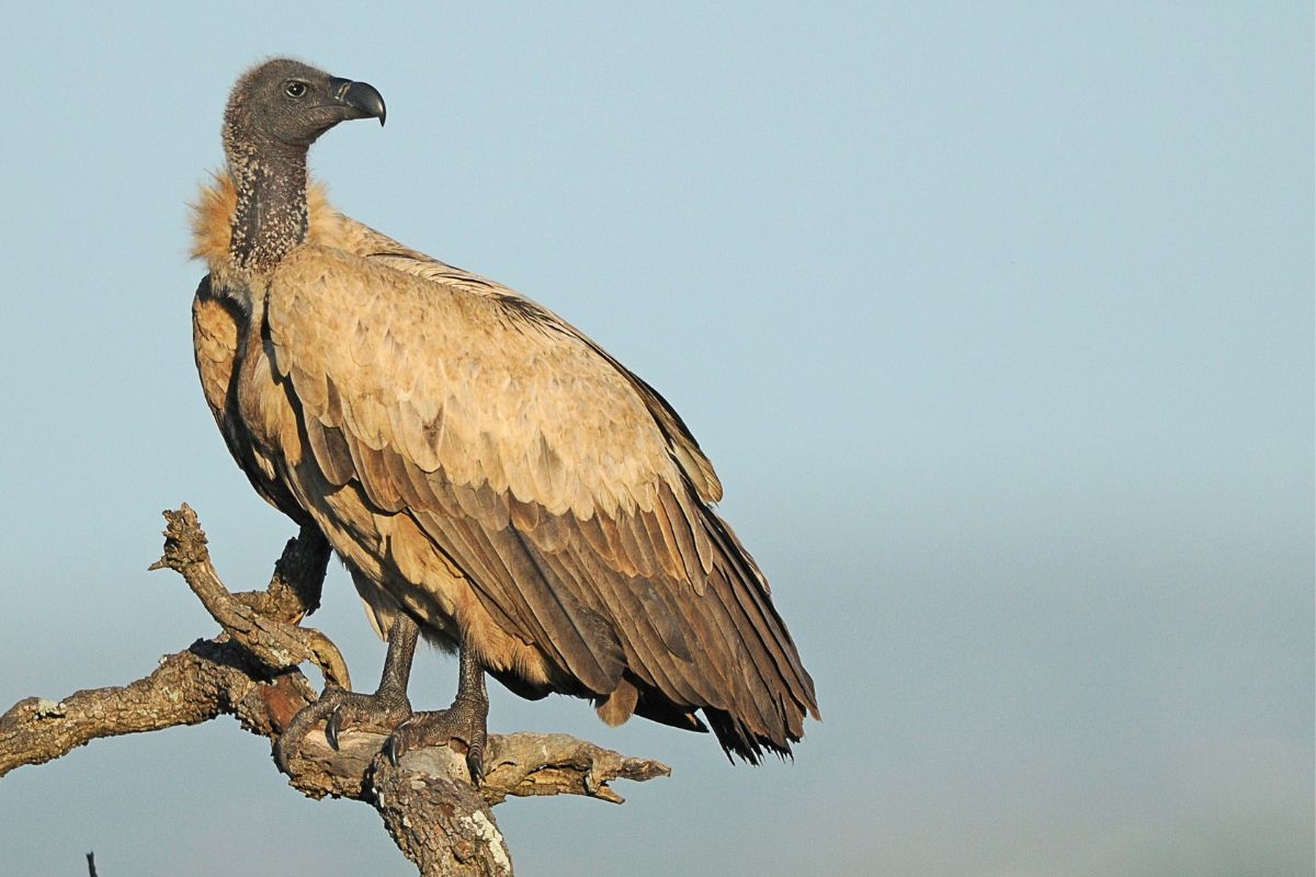 Wildlife Act: Muti behind vulture poisoning incidents