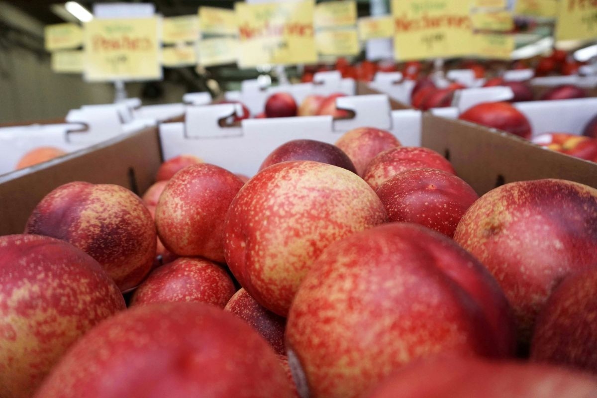 US Tariffs: SA negotiates MAJOR stone fruit trade deal with China