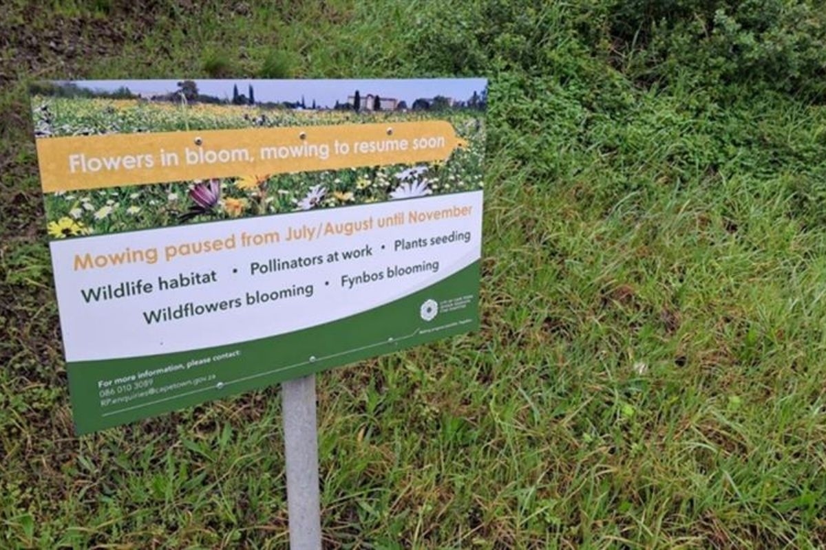 'Let it grow': Cape Town kicks off annual no-mow programme