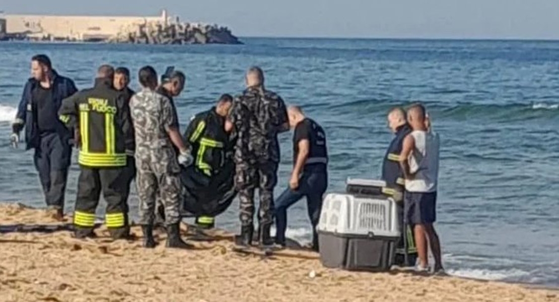 جثة مشوهة تثير الذعر في الرملة البيضاء… وتحرك أمني لمعالجة الكلاب الشاردة