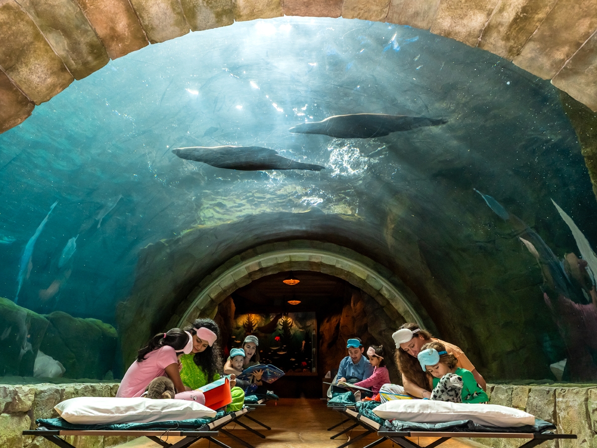 SeaWorld® Yas Island, Abu Dhabi launches the Ultimate Sleepover – and it's every kid's dream come true