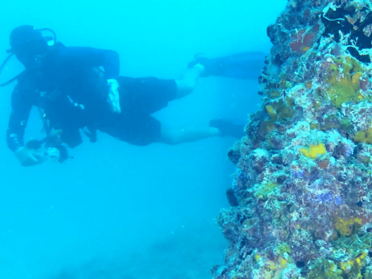 Dubai Reef project reveals incredible results