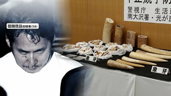 Saitama family sold elephant ivory as ‘mammoth tusks'