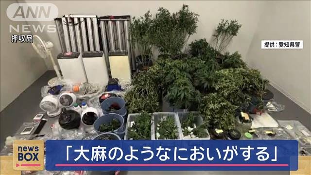 Aichi pair nabbed for growing marijuana in house