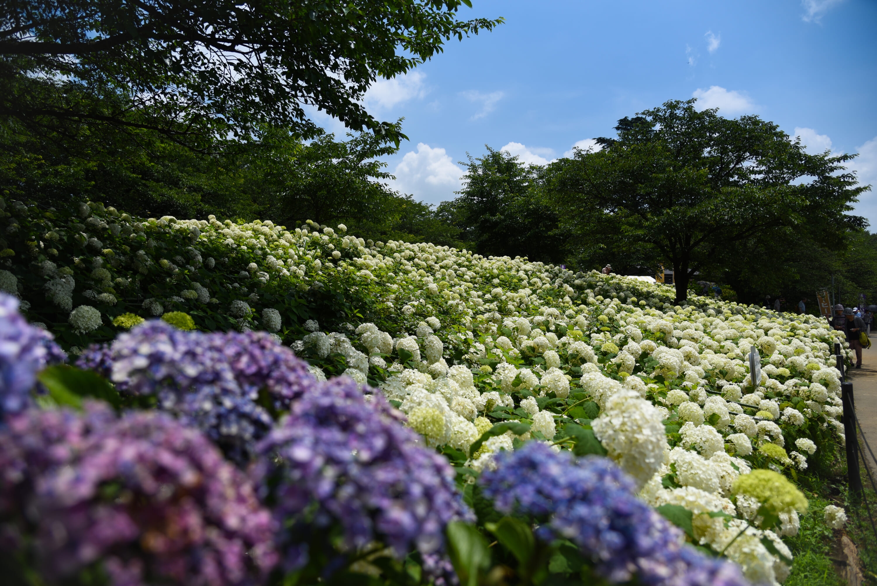 Enchanting Hydrangea Festivals To Visit in Japan This Summer