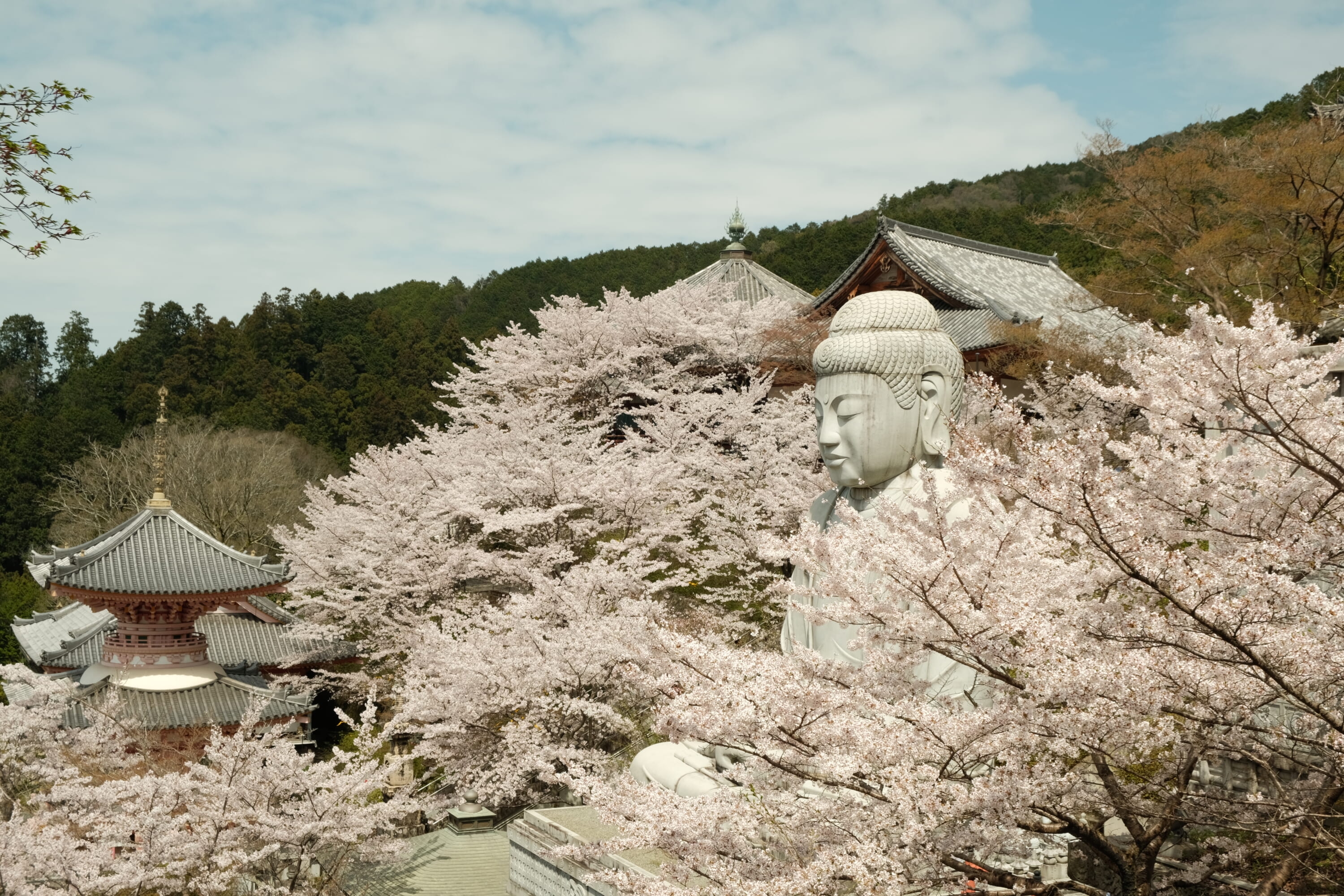 6 Temples in Kyoto and Nara Famous for Their Seasonal Flowers