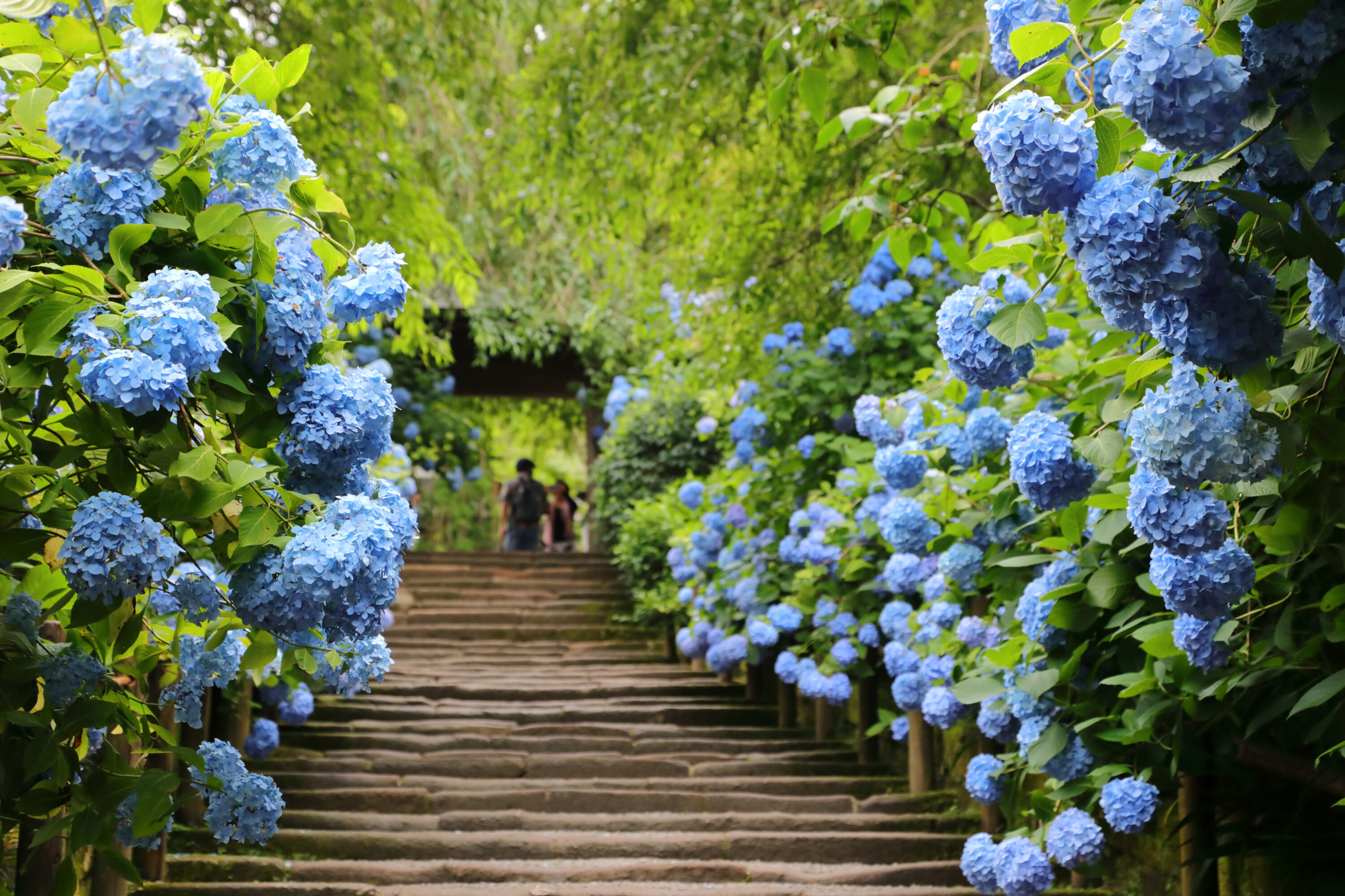Japan in June: The Best Things To Do and Places To Visit