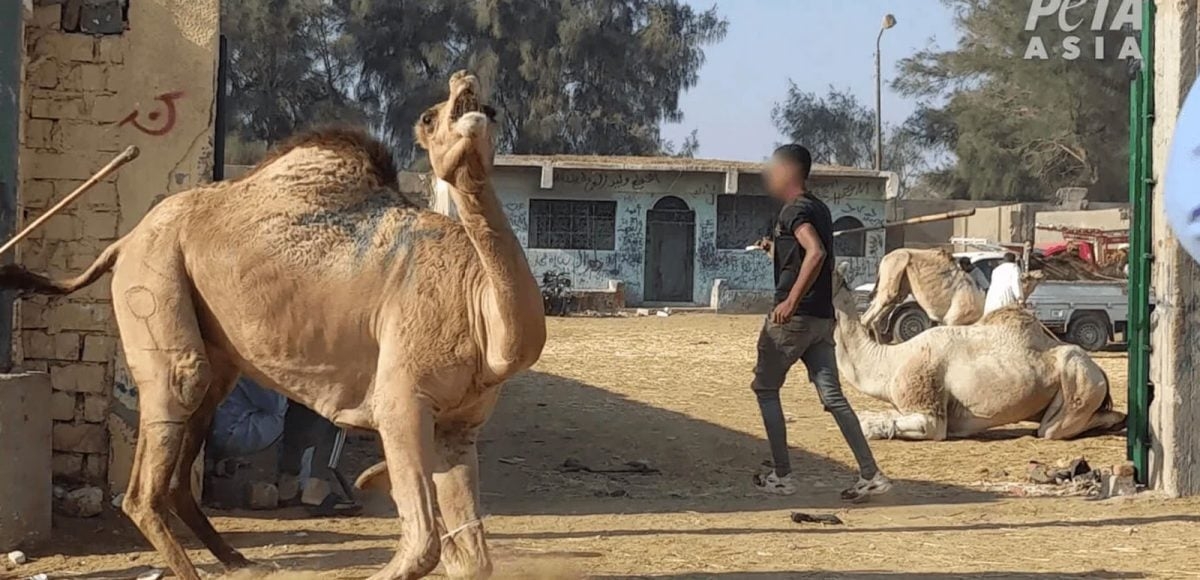 PETA: Tourists at risk of contracting MERS from cruel camel rides