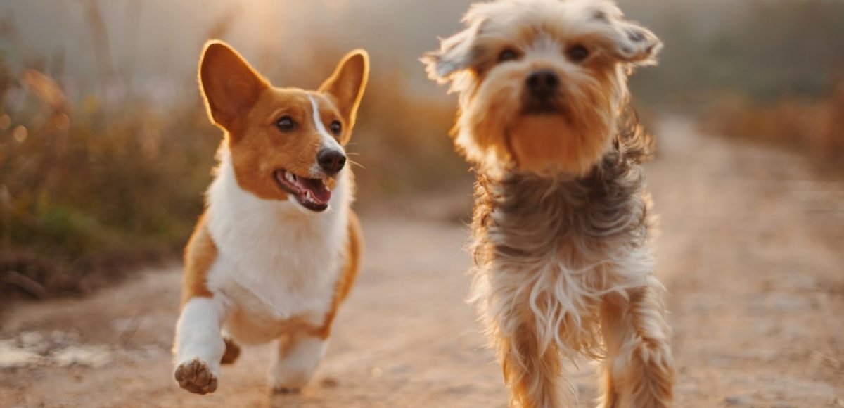Understanding the role of mushrooms in dog nutrition