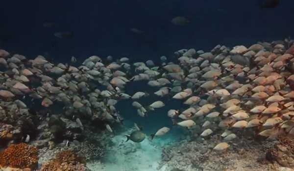 Annual fish catch potential of Lakshadweep 1 lakh MT