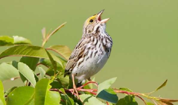 Why do birds sing at dawn? A study from the Western Ghats unravel the morning chorus