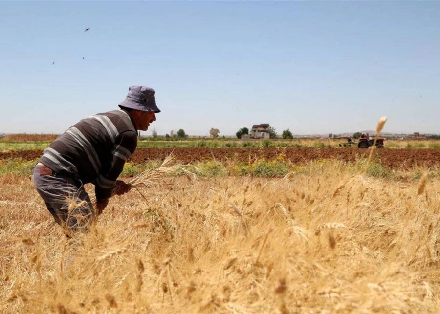 حشرة 'السونا' تهدّد موسم القمح في لبنان