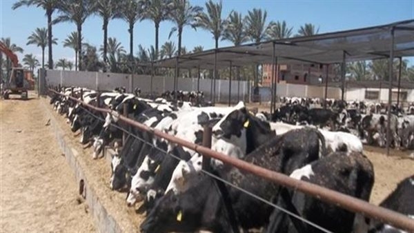 الزراعة: إنشاء 300 وحدة بيطرية ضمن مبادرة حياة كريمة