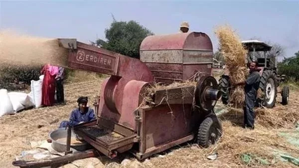 دراسة القمح تنهي حياة مزارع بالمنوفية