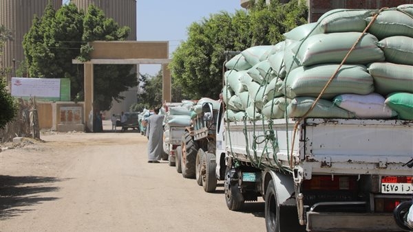 أحدث إحصاء، توريد 217.5 ألف طن قمح للشون والصوامع ببني سويف