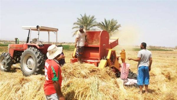 مصرع سيدة أثناء دريس القمح ببني سويف
