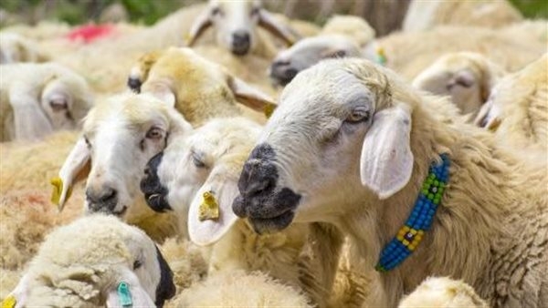 ما حكم الشرع في بيع لحوم الأضاحي؟.. الإفتاء ترد